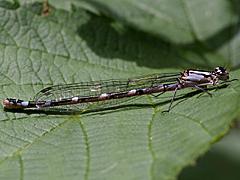 Northern Bluet (Damselfly)